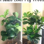 Tale of Two Fiddle Leaf Fig Trees