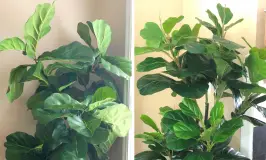 Tale of Two Fiddle Leaf Fig Trees
